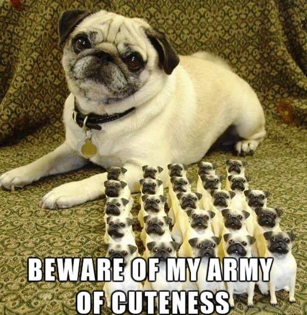 FUNNY PUG DOG MEMES