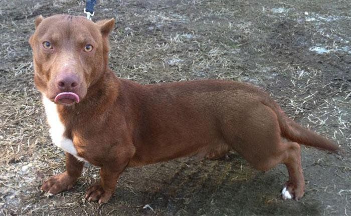 Dachshund crossed with Pitbull