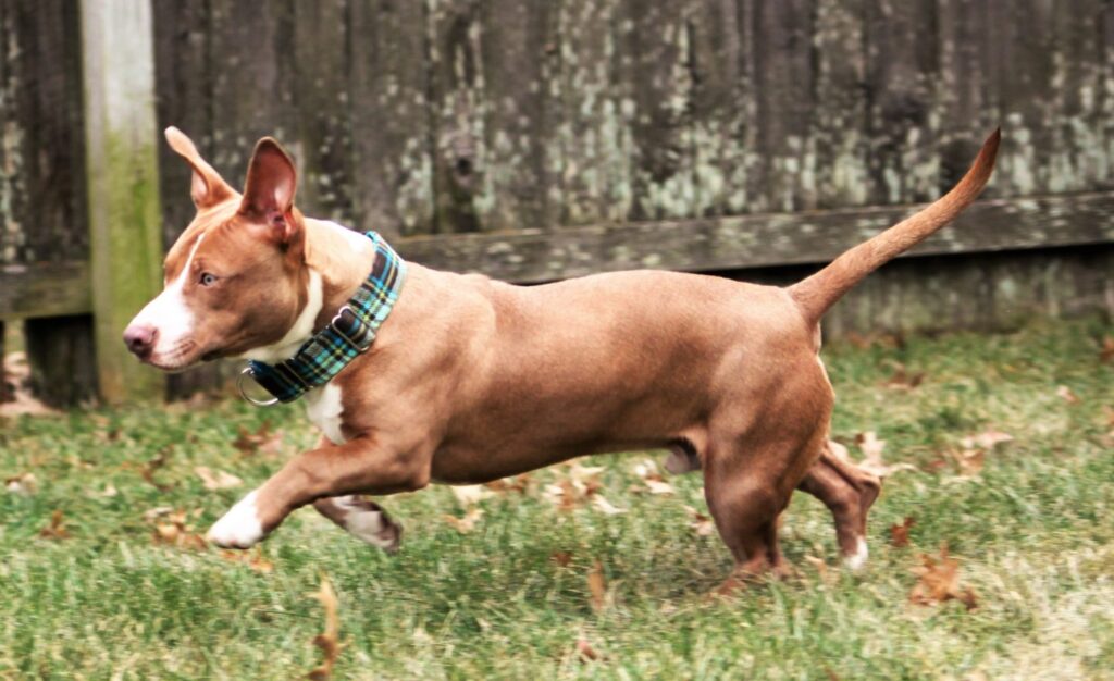 Dachshund Mixed with Pitbull