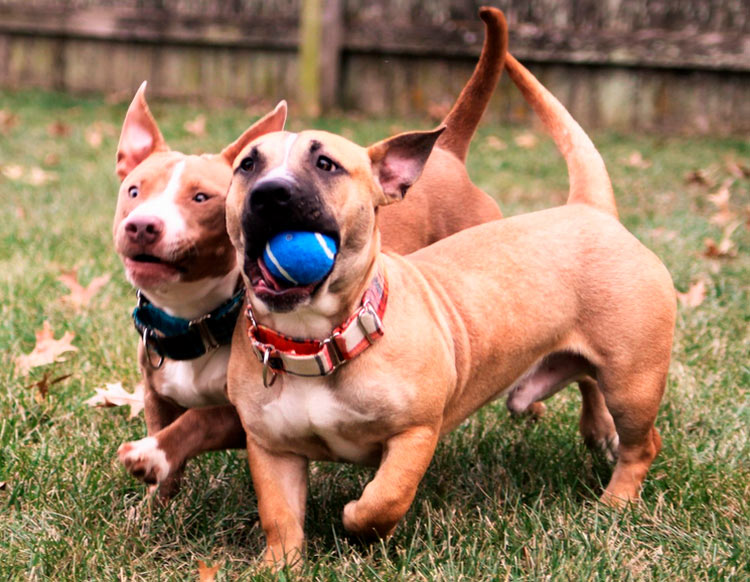 Pitbull Crossed with Dachshund Exercise 