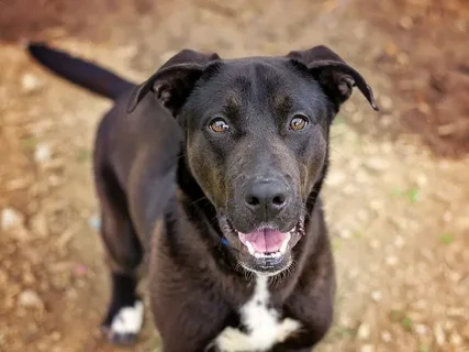 German Shepherd Lab