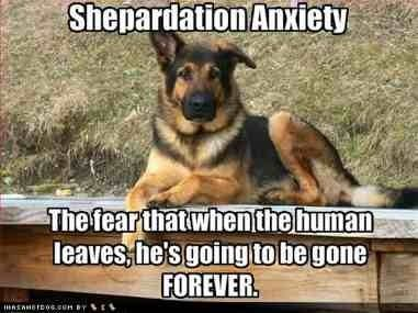Funniest German Shepherd Memes