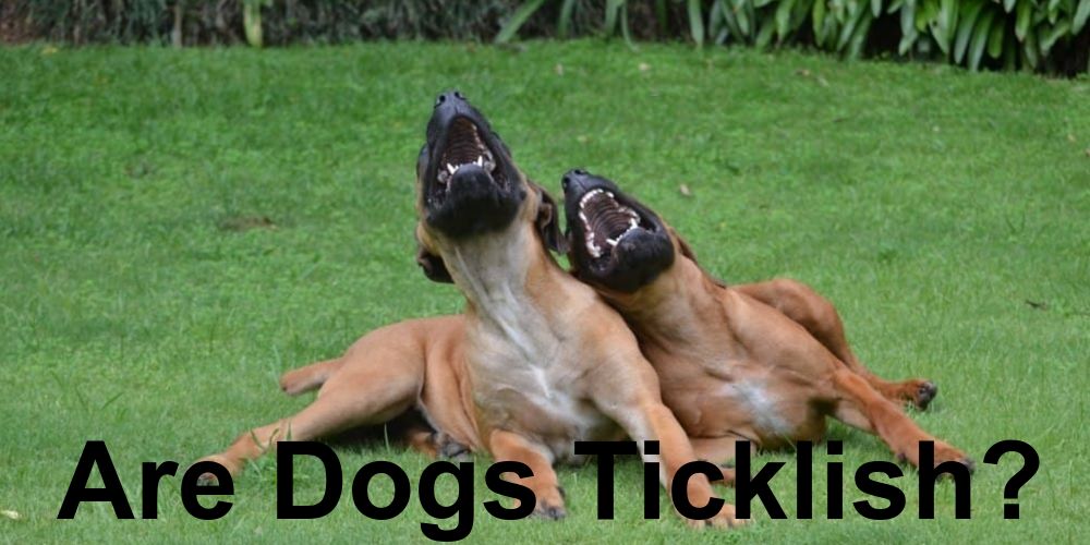 Are Dogs Ticklish?