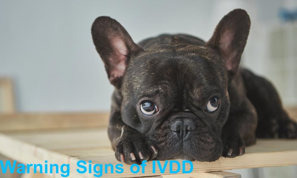 Warning Signs of IVDD