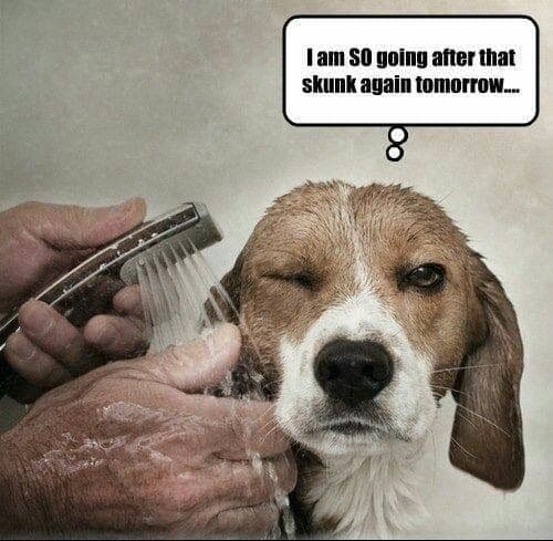 Beagle meme - i am so going after that skunk again tomorrow....