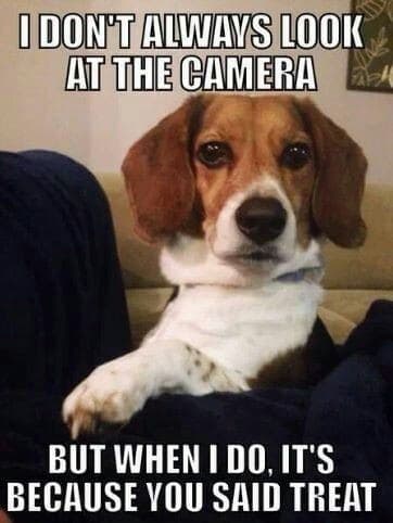 Beagle meme - i don't always look at the camera but when i do, it's because you said treat