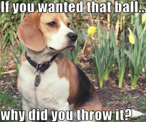 Beagle meme - if you wanted that ball... Why did you throw it
