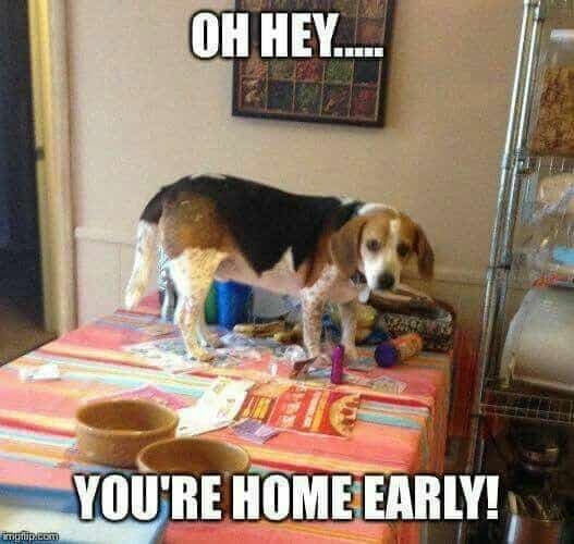 Beagle meme - no, that dress does not make you look fat your fat makes you look fat