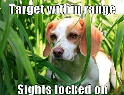 Beagle meme - seriously, you call that a stick