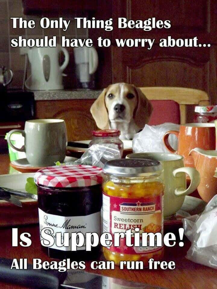 Beagle meme - the awkward moment when your brother from another mother photobombs you.