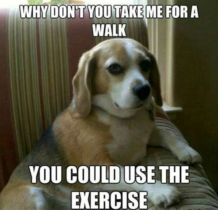 Beagle meme - why don't you take me for a walk you could use the exercise