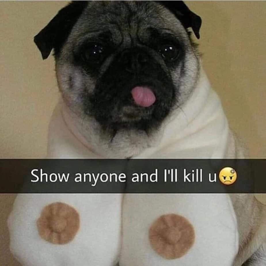 Pug meme - show anyone and i'll kill u