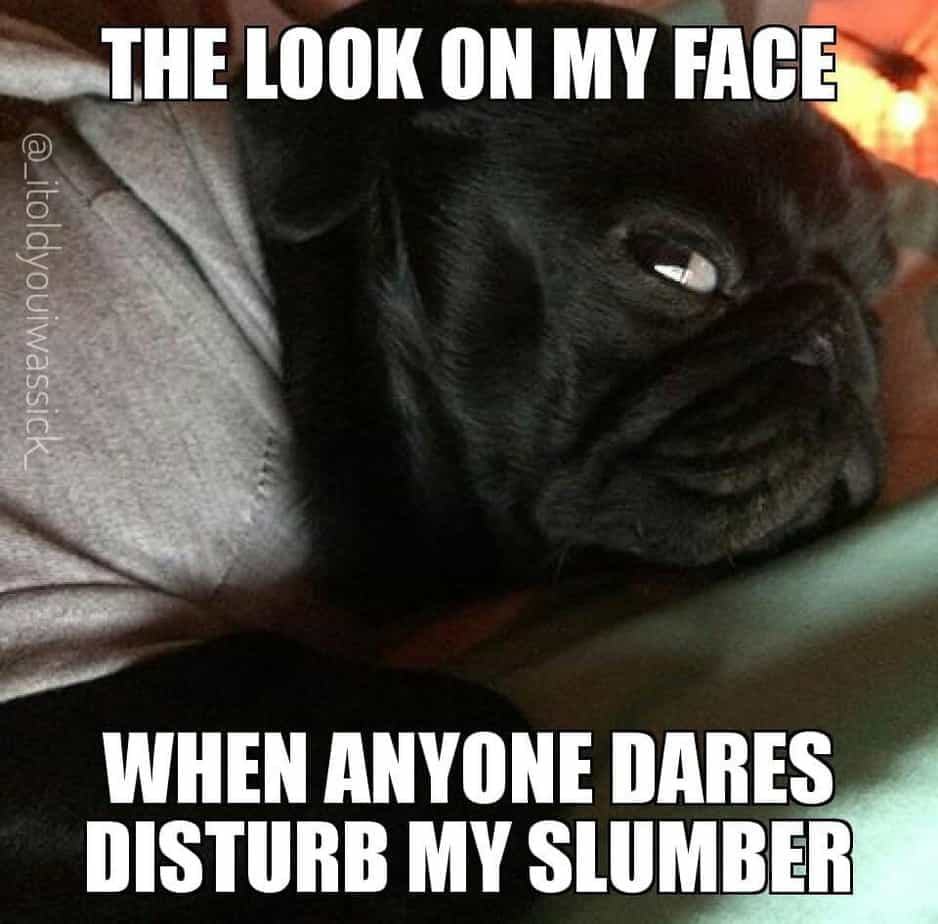 Pug meme - the look on my face when anyone dares disturb my slumber