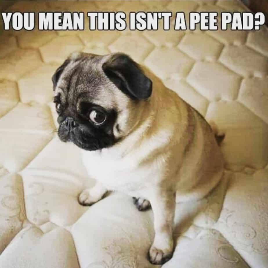 Pug meme - you mean this isn't a pee pad