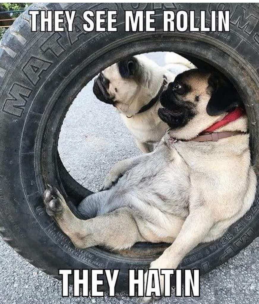 They see me rollin they hatin - pug meme