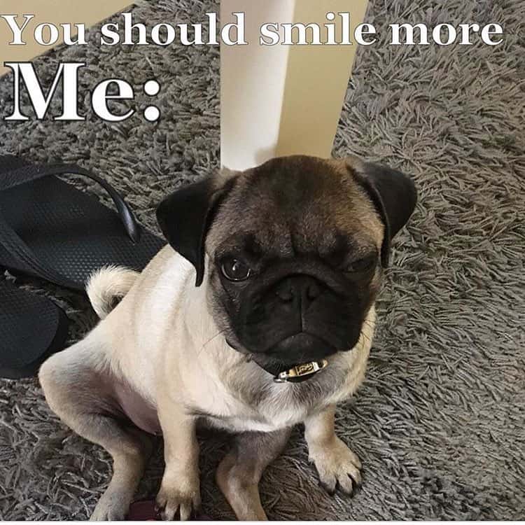 You want yours licked or not licked - pug meme
