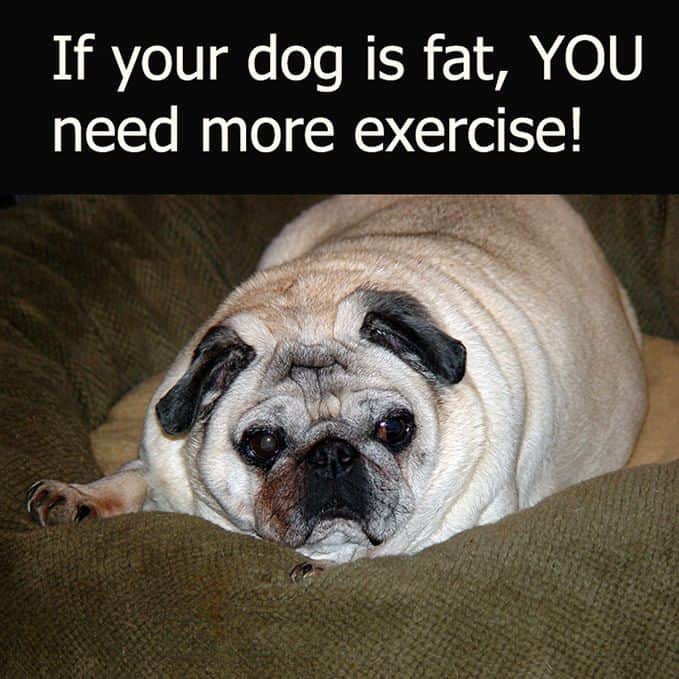 Funniest fat dog meme-If your dog is fat, YOU need more exercise!