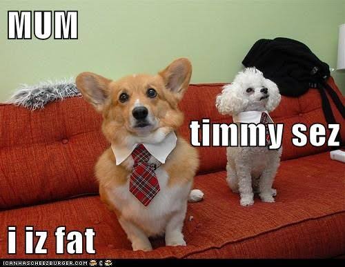 Funniest fat dog meme-Mum timmy sez i iz fat