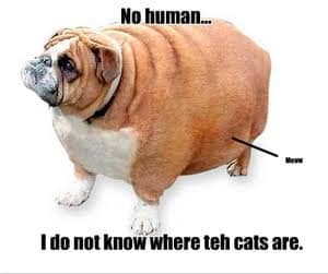 Funniest fat dog meme-No human…I do not know where teh cats are.