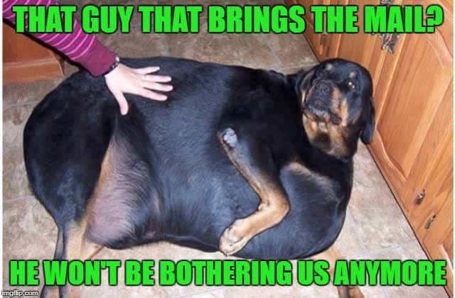 Funniest fat dog meme-That guy that brings the mail? He won’t be bothering us anymore