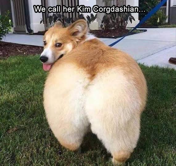 Funniest fat dog meme-We call her Kim Corgdashian…