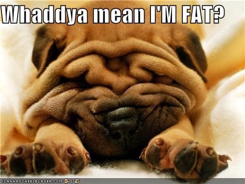 Funniest fat dog meme-Whaddya mean I’m fat