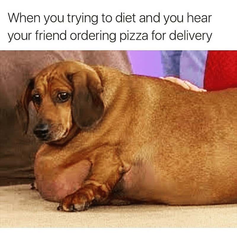 Funniest fat dog meme-When you trying to diet and you hear your friend ordering pizza for delivery