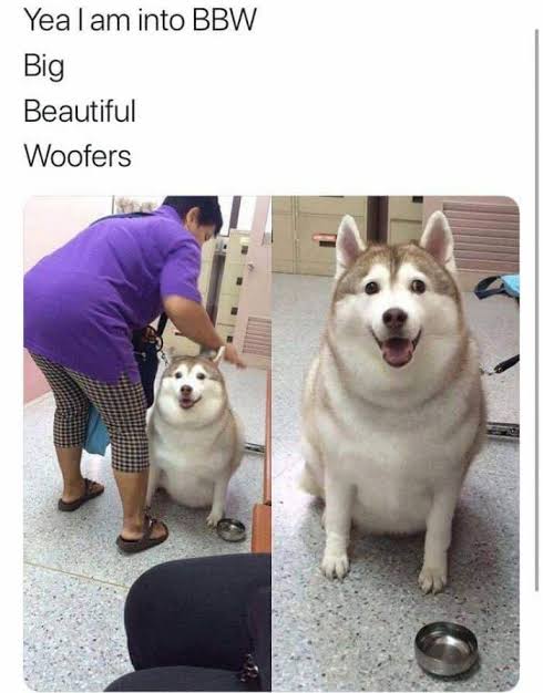 Funniest fat dog meme-Yea I am into BBW. Big Beautiful Woofers