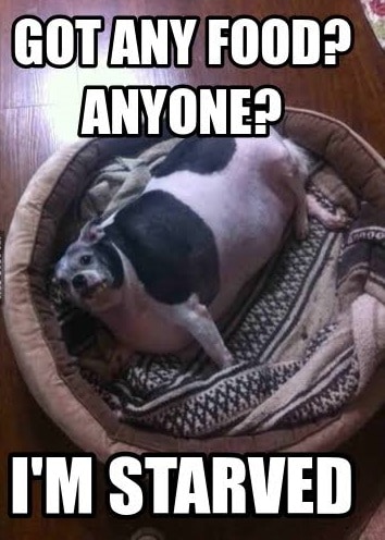 Funniest fat dog memes- got any food