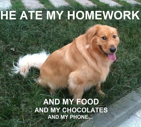 Funniest fat dog meme- he ate my homework