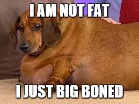 Funniest fat dog memes-I am not fat I just big boned