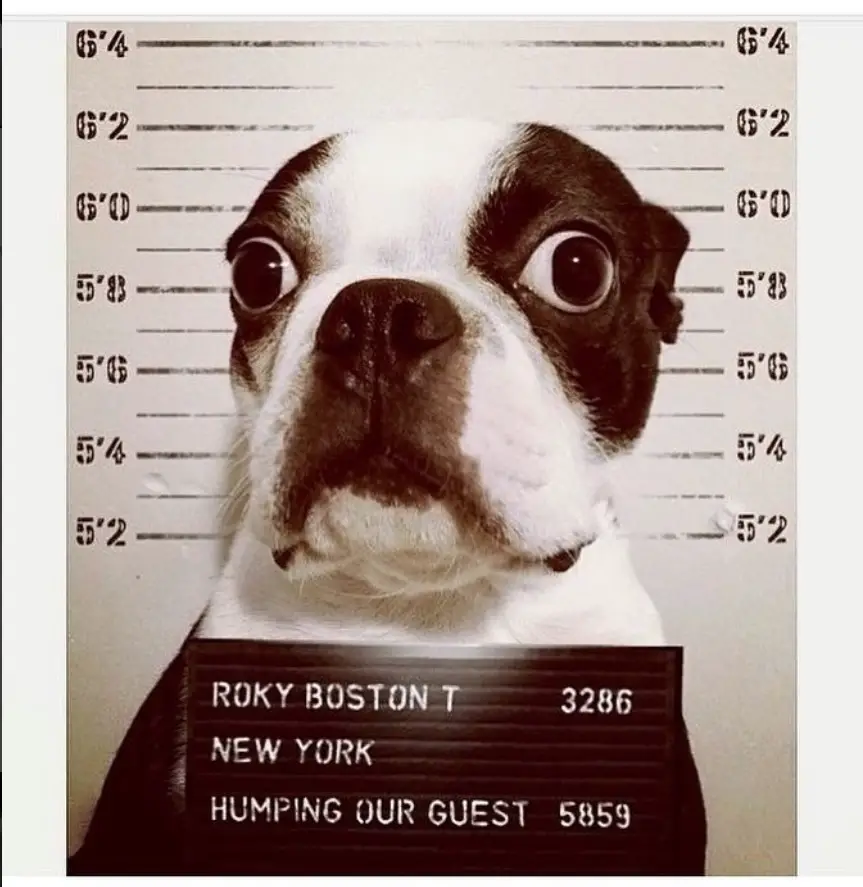 Funniest Boston Terrier Memes
