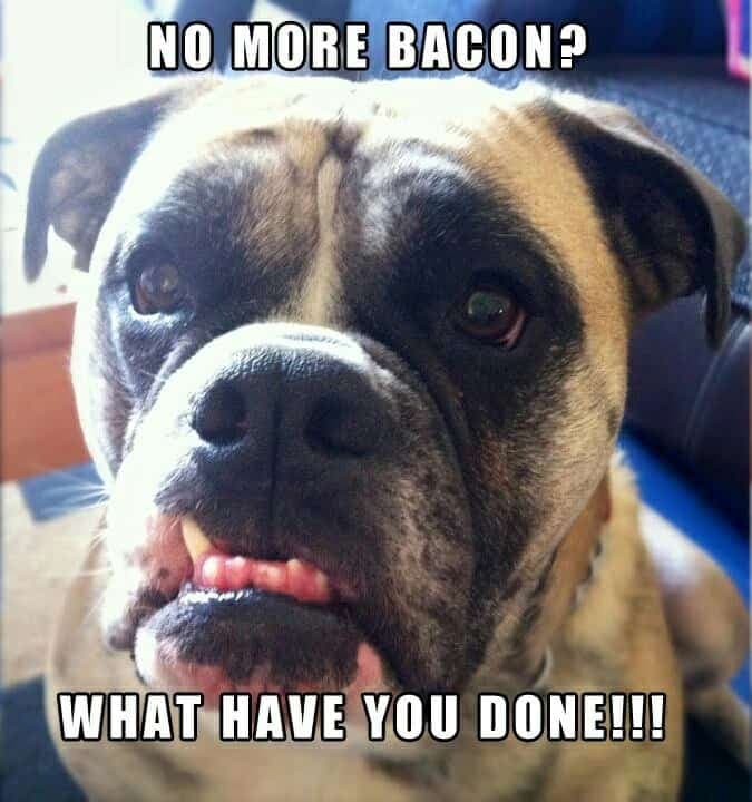 Boxer meme - no more bacon. What have you done!!!