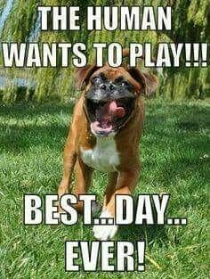 Boxer meme - the human wants to play!!! Best... Day... Ever!