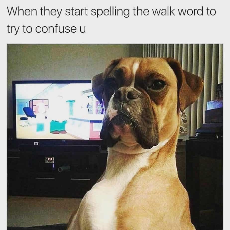 Boxer meme - when they start spelling the walk word to try to confuse u