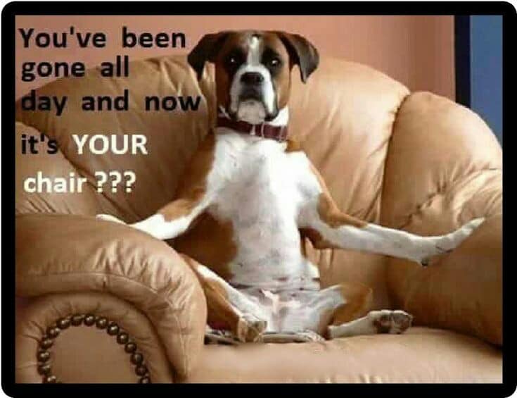 Boxer meme - you've been gone all day and now it's your chair