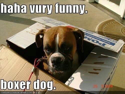 Boxer meme - haha vury funny. Boxer dog.