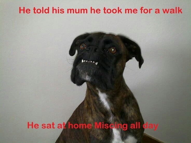 Boxer meme - he told his mum he took me for a walk. He sat at home. Missing all day.