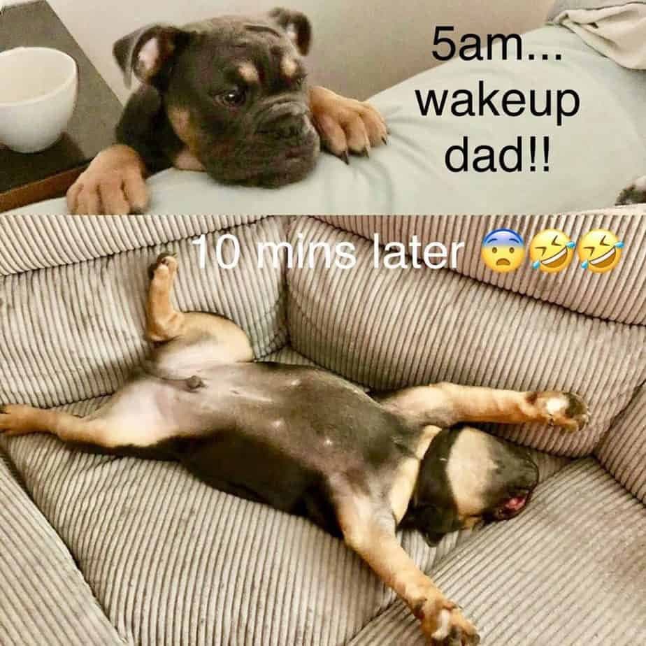 Bulldog meme - 5 am... Wake up dad!!! 10 mins later