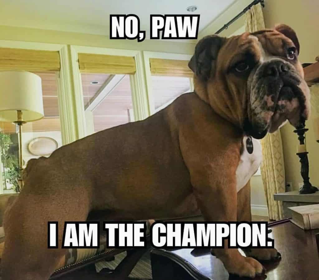Bulldog meme - no, paw. I am the champion.