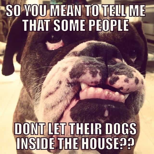 Bulldog meme - so you mean to tell me that some people dont let their dogs inside the house