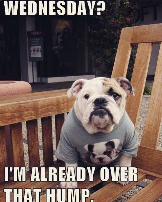 Bulldog meme - wednesday. I'm already over that hump.