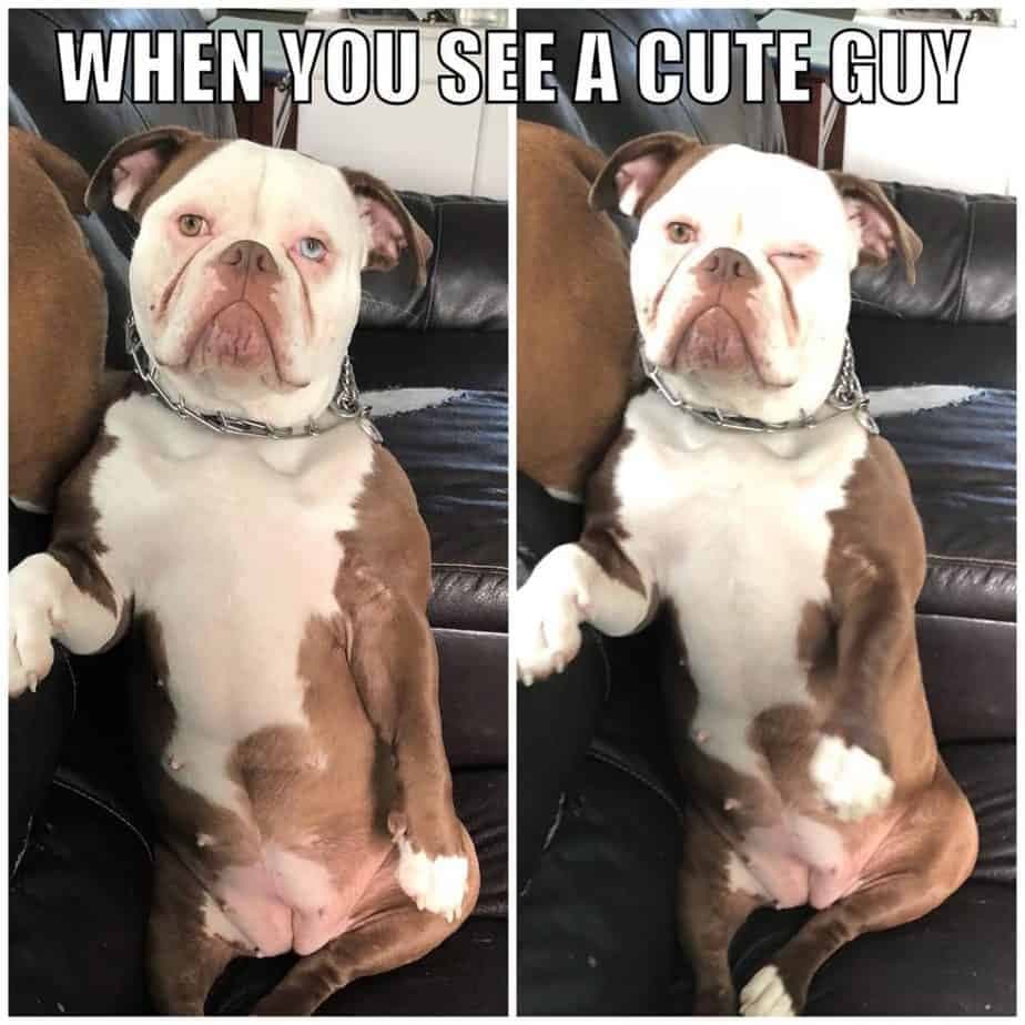 Bulldog meme - when you see a cute guy