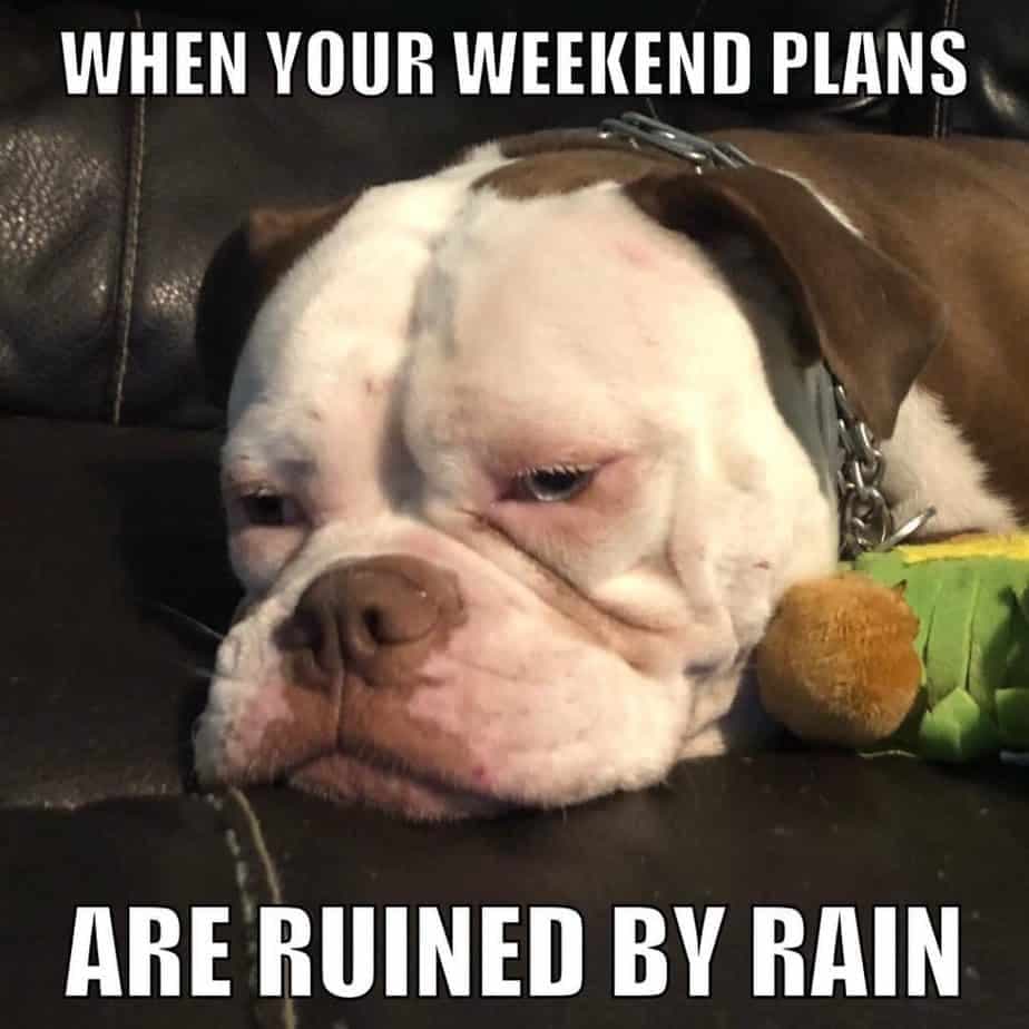 Bulldog meme - when your weekend plans are ruined by rain