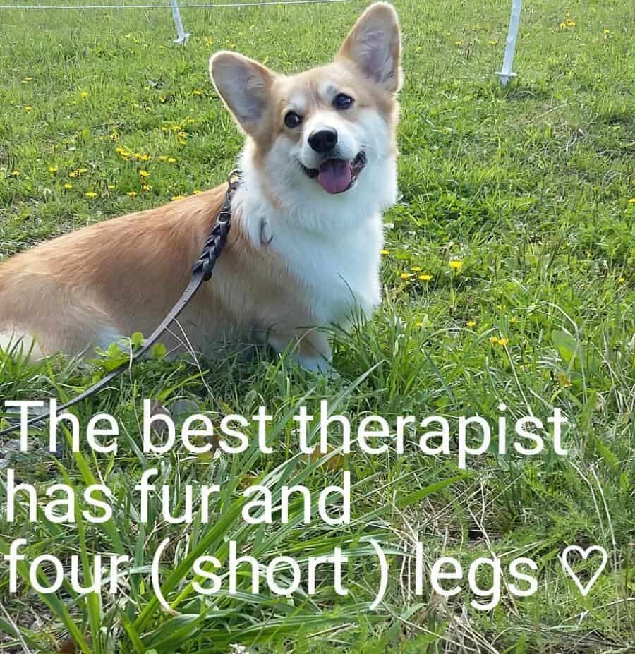 The best therapist has fur and four (short) legs - corgi meme