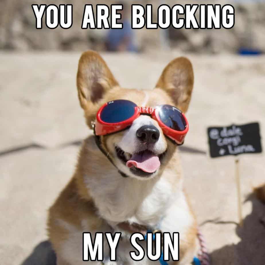 You are blocking my sun - corgi meme