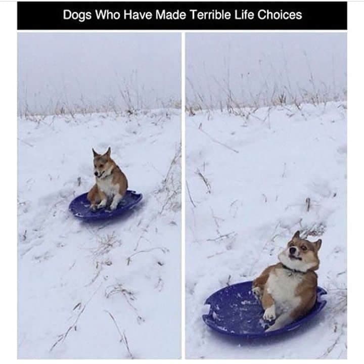 Dogs who have made terrible life choices - corgi meme