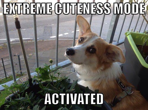 Extreme cuteness mode activated - corgi meme