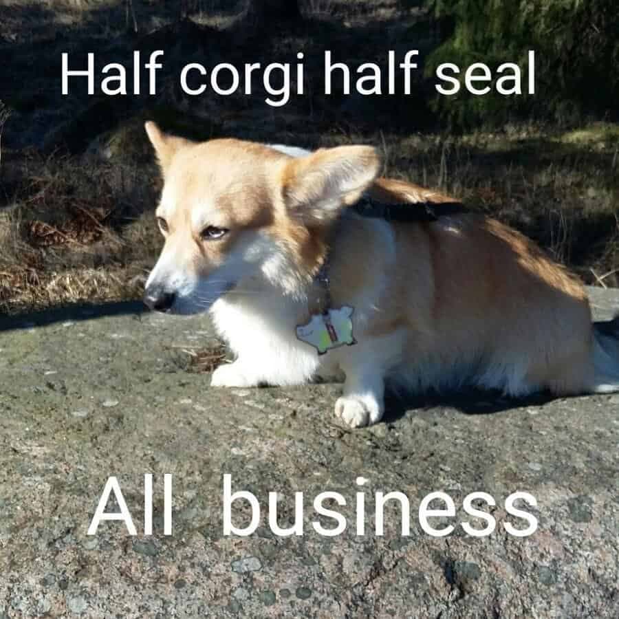 Corgi meme - half corgi half seal all business