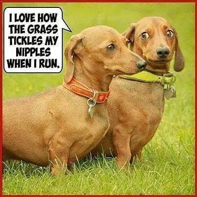 Weiner dog meme - i thought there would be bacon in here